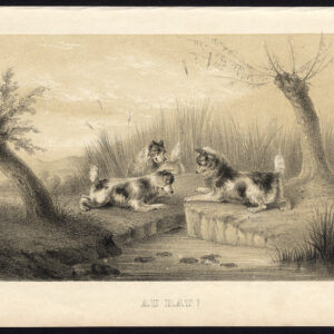 Antieke prent-VANGEN VAN EEN RAT-DOGS-Journal des Haras-1854