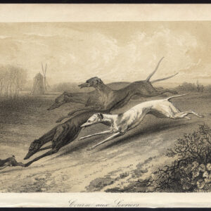 Antieke prent-SIGHTHOUND-GREYHOUND-WHIPPET-DOG-RACE-Journal des Haras-1854