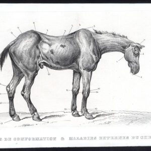 Antieke prent-PAARD-EXTERNE ZIEKTE-Journal des Haras-1859