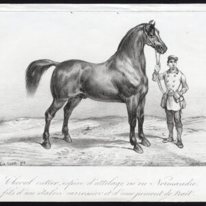 Antieke prent-DRAFT PAARD-HENGST-NORMANDIË-Journal des Haras-La Coste-1845