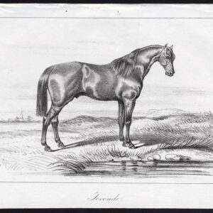 Antieke prent-RACEHORSE-JOCONDE-Journal des Haras-1846