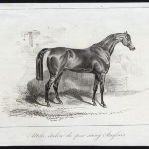 Antieke prent-volbloed paard-ATTILA-Journal des Haras-1846