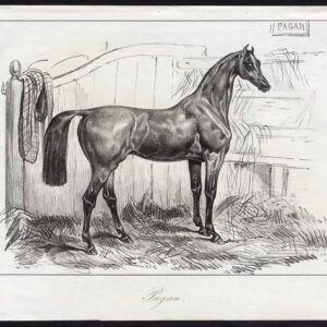 Antieke prent-volbloed paard-PAGAN-Journal des Haras-1846