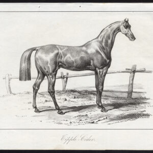 Antieke prent-volbloed paard-TIPPLE CIDER-Journal des Haras-1846