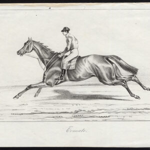 Antieke prent-volbloed renpaard-TOMATE-Journal des Haras-1846