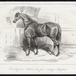 Antieke prent-VOLbloed PAARD-HENGST-HARLEKIJN-Journal des Haras-1846