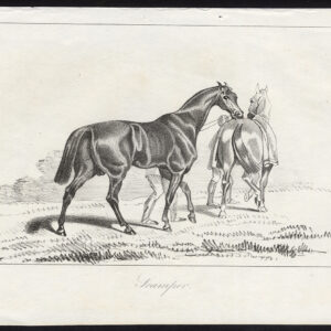 Antieke prent-volbloed renpaard-SCAMPER-Journal des Haras-1846