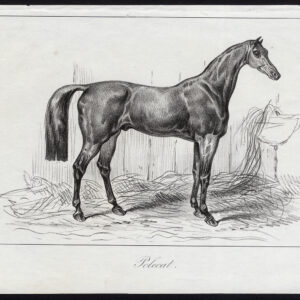 Antieke prent-volbloed renpaard-POLECAT-Journal des Haras-1846