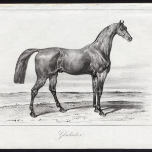 Antieke prent-volbloed renpaard-GLADIATOR-Journal des Haras-1847