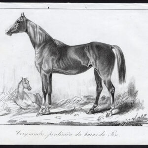 Antieke prent-volbloed renpaard-CORYSANDRE-PIN-Journal des Haras-1847