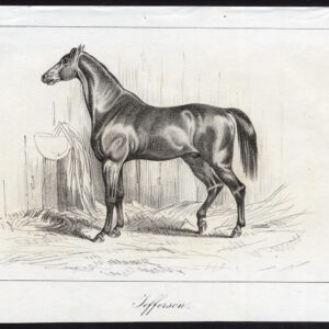 Antieke prent-volbloed renpaard-JEFFERSON-Journal des Haras-1847