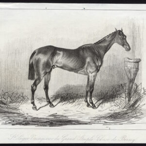 Antieke prent-volbloed renpaard-ST. LEGER-BERNY-Journal des Haras-1847
