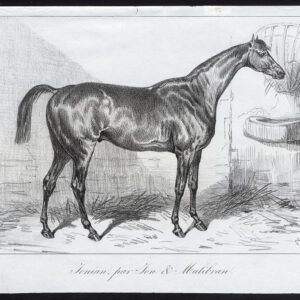 Antieke prent-volbloed renpaard-JONIAN-MALIBRAN-Journal des Haras-1848