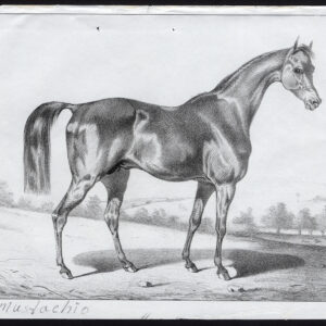 Antieke prent-volbloed renpaard-mustache-Journal des Haras-1848