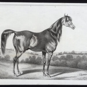 Antieke prent-PAARD-Journal des Haras-1848