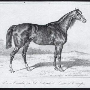 Antieke prent-volbloed renpaard-PRINS CARADOC-Journal des Haras-1848