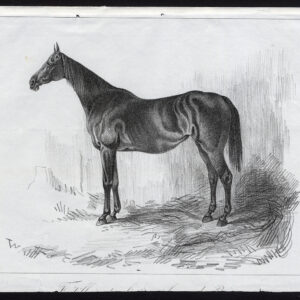 Antieke prent-volbloed renpaard-FRETILLON-Journal des Haras-1848