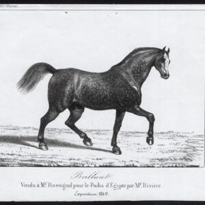 Antieke prent-BRILLANT-HORSE-EXPOSITION-Journal des Haras-1850