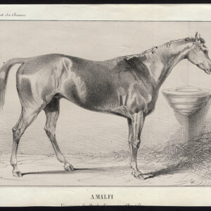 Antieke prent-volbloed renpaard-AMALFI-Journal des Haras-1851
