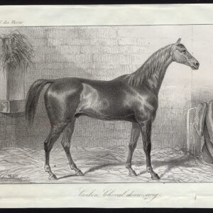 Antieke prent-WARMBLOED-PAARD-CORBON-Journal des Haras-1851