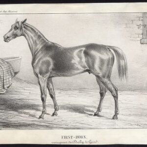 Antieke prent-volbloed renpaard-eerste geboren-DERBY-Journal des Haras-1851
