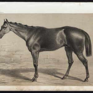 Antieke prent-volbloed renpaard-PORTHOS-DERBY-Journal des Haras-1852
