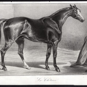Antieke prent-volbloed renpaard-CLOTURE-Journal des Haras-1852