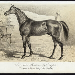 Antieke prent-volbloed renpaard-SOUVENCE-CHANTILLY-Journal des Haras-1853