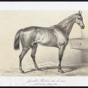 Antieke prent-JAVELOT-VEULEN-PAARD-Journal des Haras-1853