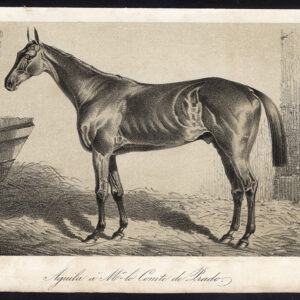 Antieke prent-volbloed renpaard-AGUILA-PRADO-Journal des Haras-1854