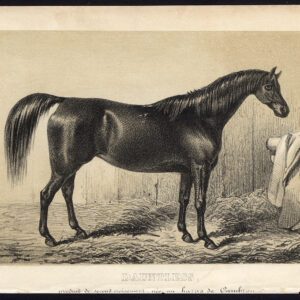Antieke prent-volbloed renpaard-DAUNTLESS-CAMBRON-Journal des Haras-1854