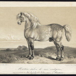 Antieke prent-MARTIN-HENGST-PAARD-INDIGENOUS RACE-Journal des Haras-1855
