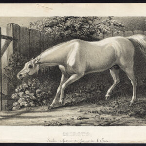 Antieke prent-MOROTO-HENGST-PAARD-ETAN STABLES-Journal des Haras-1855