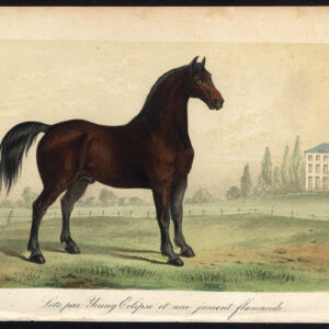 Antieke prent-LOTO-HENGST-PAARD-JONGE ECLIPSE-Journal des Haras-1855