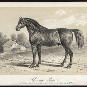Antieke prent-JONGE PAGAN-BAY PAARD-HENGST-WARMBLOED-Journal des Haras-1856