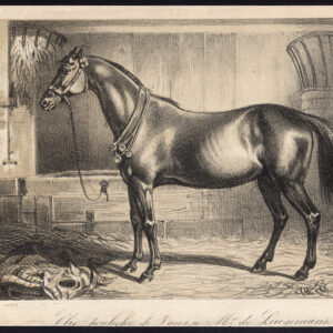 Antieke prent-volbloed renpaard-CLIO-MARE-Journal des Haras-1856