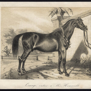 Antieke prent-volbloed renpaard-oranje-hengst-Journal des Haras-1856