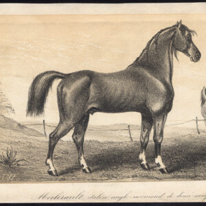 Antieke prent-MERLERAULT-ANGLO NORMAN PAARD-WARMBLOED-Journal des Haras-1856