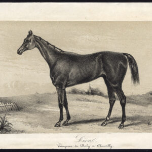 Antieke prent-volbloed renpaard-leeuw-CHANTILLY DERBY-Journal des Haras-1856