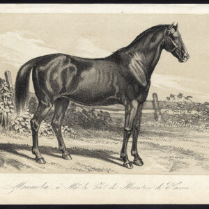 Antieke prent-PAARD-MANOLA-MENTEN DE HORNE-Journal des Haras-1857