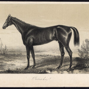 Antieke prent-volbloed renpaard-POTOCKI-Journal des Haras-1857