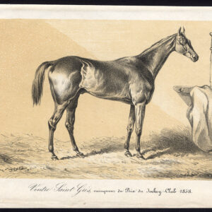 Antieke prent-volbloed renpaard-VENTRE SAINT GRIS-Journal des Haras-1858