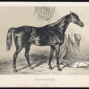 Antieke prent-volbloed renpaard-NUNNYKIRK-Journal des Haras-1858