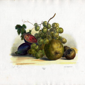 Antieke Master Print-STILL LIFE-FRUIT-APPEL-DRUIVEN-PRUIM-Weiss-Desguerrois-1850