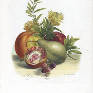 Antieke Master Print-STILL LIFE-FRUIT-APPLE-PEAR-BRAMBLE-Weiss-Desguerrois-1850