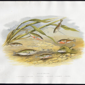 Antieke prent-STICKLEBACK-FISH-KORTE SPINED-RUW TAILED-VIER-Lydon-1870