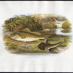 Antieke prent-FISH-RUFFE-PAUS-BULLHEAD-MILLER'S THUMB-SCULPIN-Lydon-1870