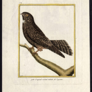 Cayenne Nightjar Setopagis Maculosa Vogels Martinet Buffon 1765