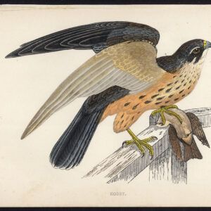EuraziëAan Hobby Falco Subbuteo Roofvogel Morris 1850