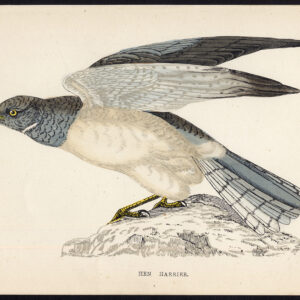 Kip Harrier Northern Circus Cyaneus Roofvogel Morris 1850